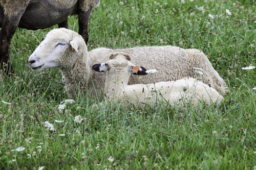 Mother Sheep with Baby Lamb