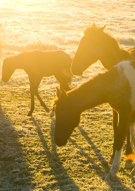 Farm horses and sunset