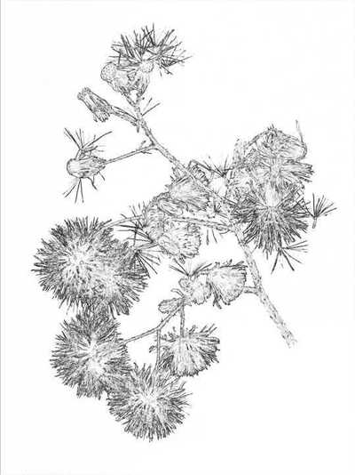 black and white dandelion picture