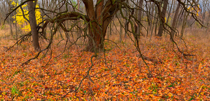 Delaware Ohio State Park Fall Scenery Tree with Orange Leaves