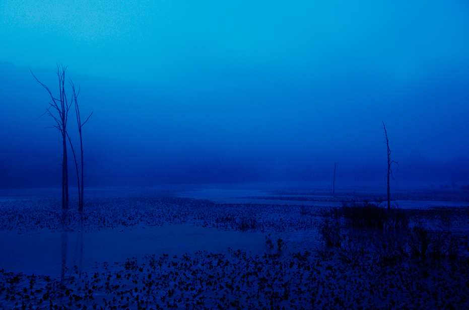 Navy Blue Fog Killbuck Swamp Ohio Wetlands