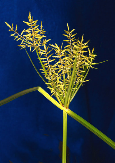 yellow nutsedge (Cyperus rotundus)