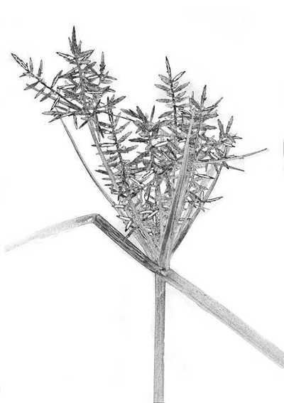 Cyperus rotundus