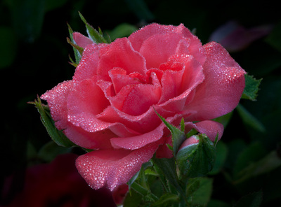 Pink rose pictures