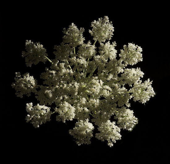 White Queen Anne's Lace Cluster