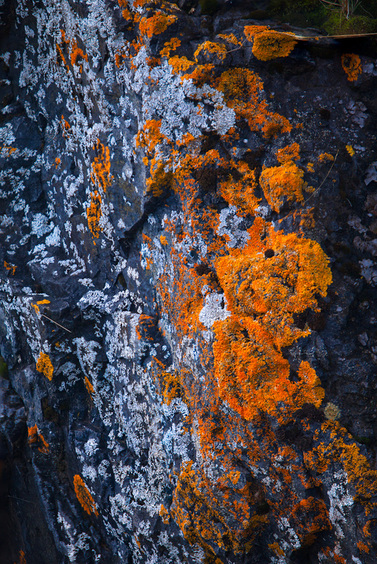 Orange Sunburst Lichen Michigan