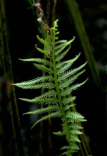 Photography of a Green Fern at Franklin Conservatory Columbus, Ohio