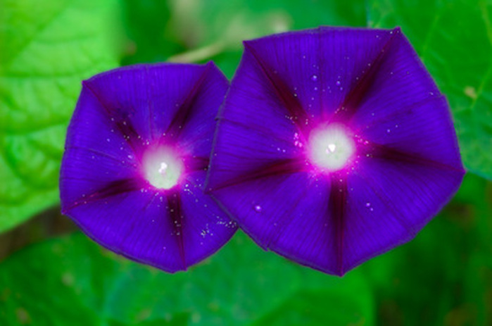 Purple and Blue Morning Glory