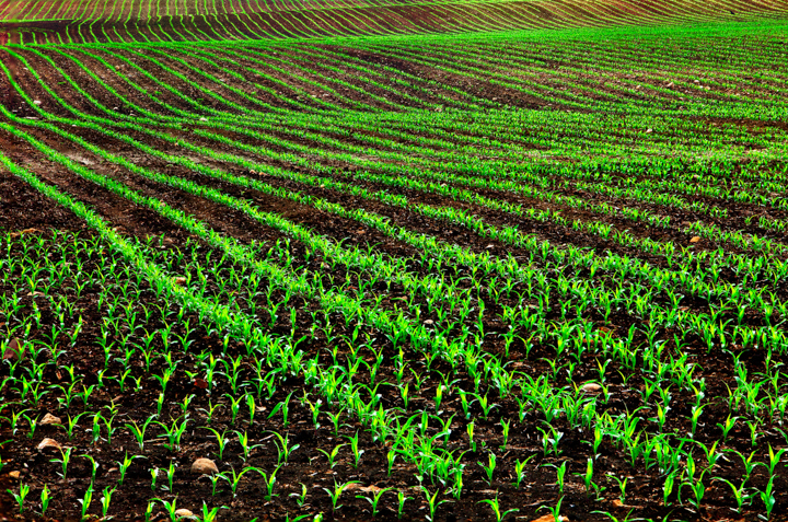 Ohio green crops farmland