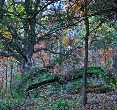Mossy boulders and fall trees