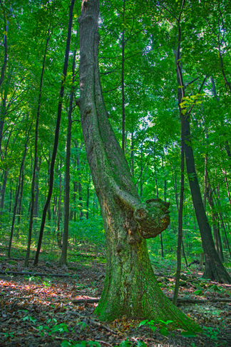 Tree Nature Photography