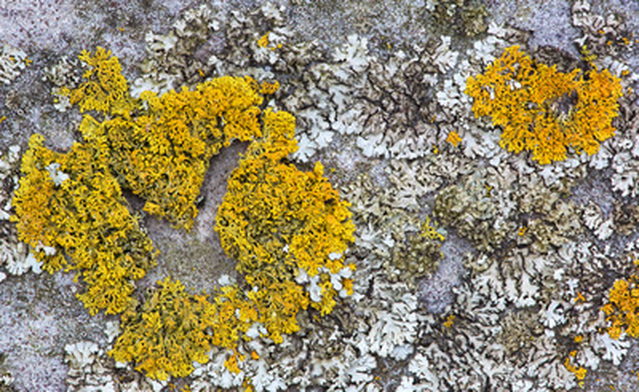 Yellow Sunburst Lichens