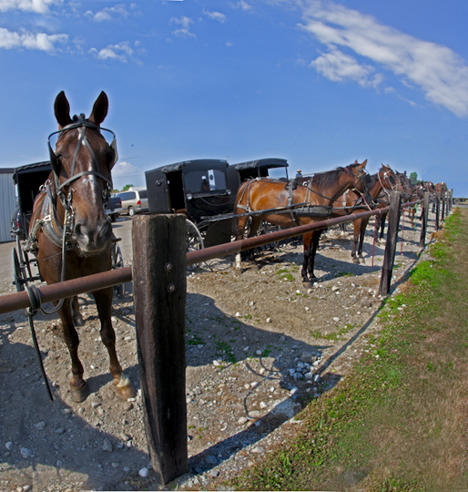 Ohio Amish Horse and Buggy Photography
