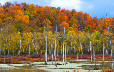 Colorful white trees and fall leaves at Killbuck wetlands