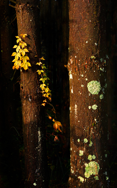 Yellow and Green Lichen Growing on a Tree Trunk Nature Photography