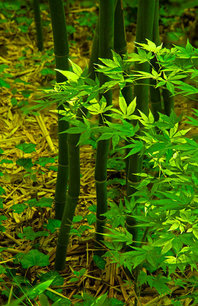 Bamboo Grove at Pendle Hill Arboretum Philadelphia