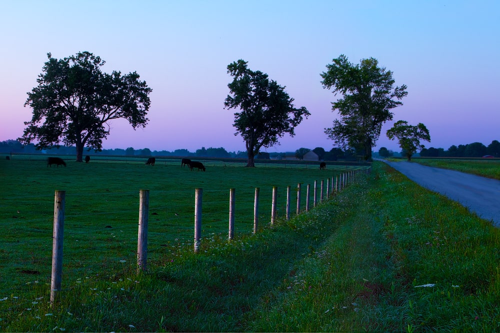 Ohio landscape photography of a sunrise, cows and farmland