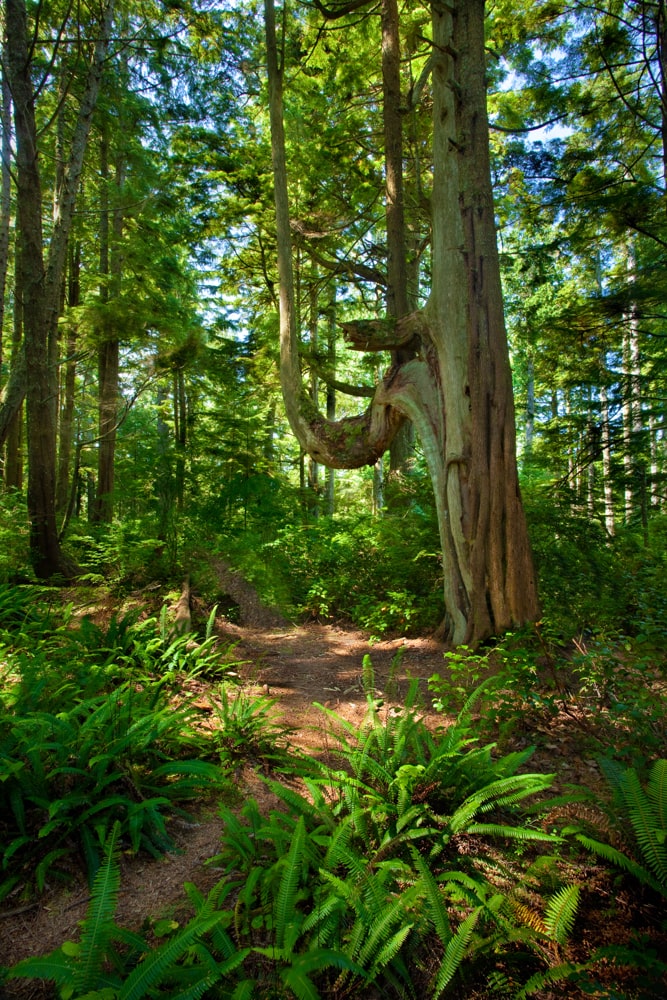 Giant Tree Olympic National Park Washington