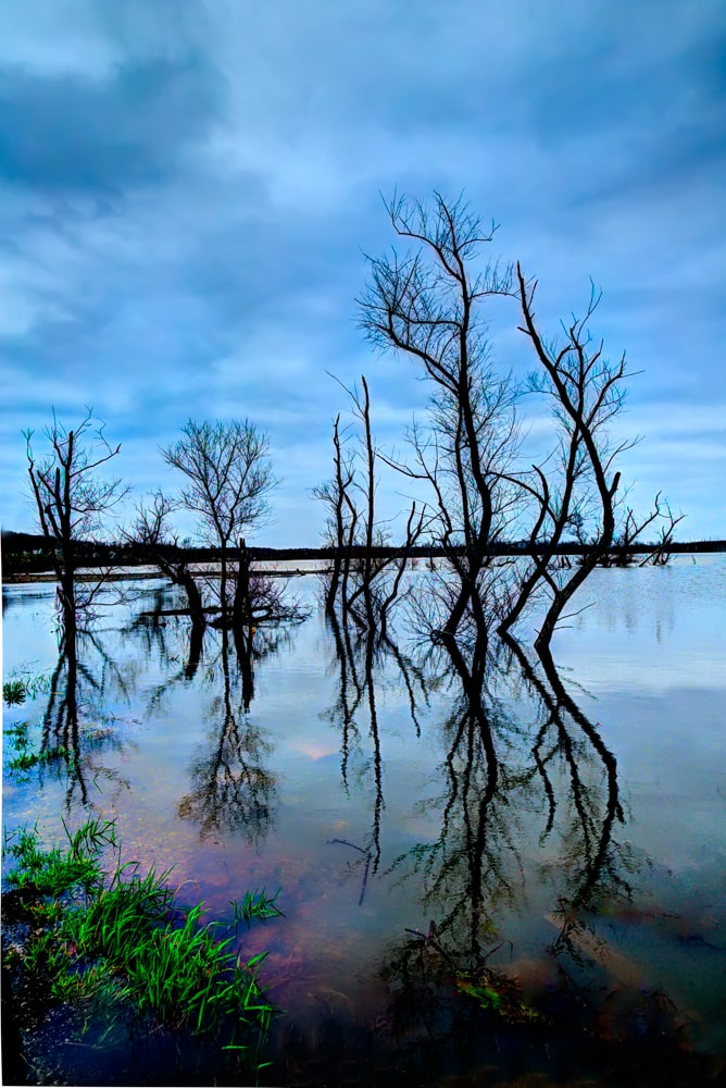 Chaotic Symmetry Killbuck Wetlands Nature Preserve Holmes County, Ohio