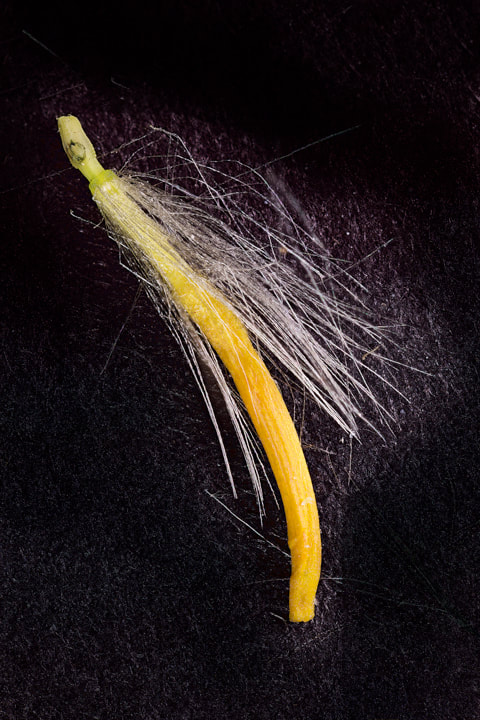 dandelion seed photography