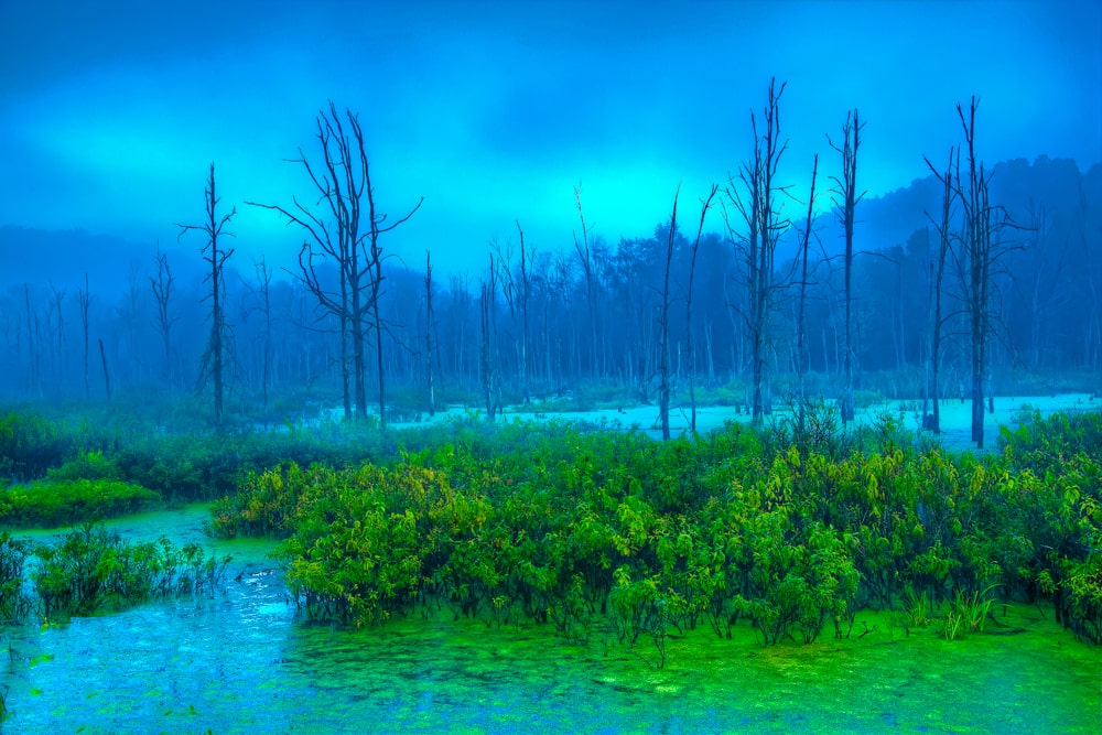 Blue Beauty Killbuck Wetlands Nature Preserve Holmes County, Ohio