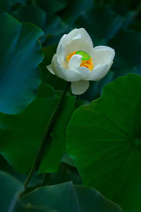 Lotus photography