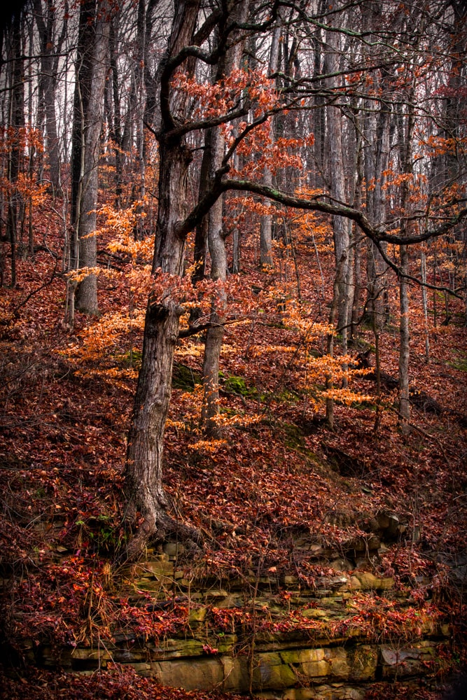 Orange fall tree Holmes County Ohio