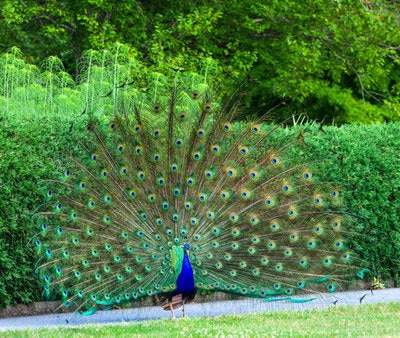 Peacock pictures