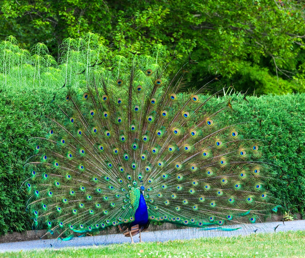 Picture of a peacock with blue and green feathers