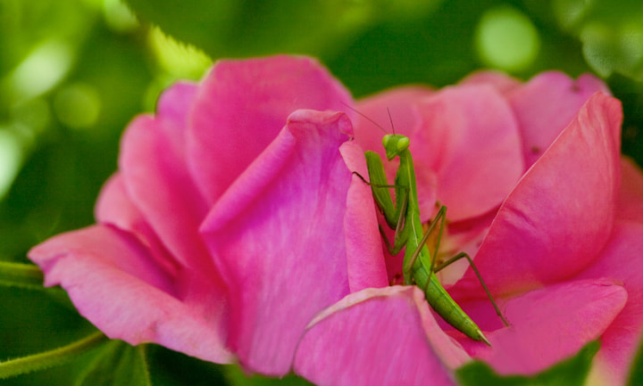 praying mantis on a pink rose