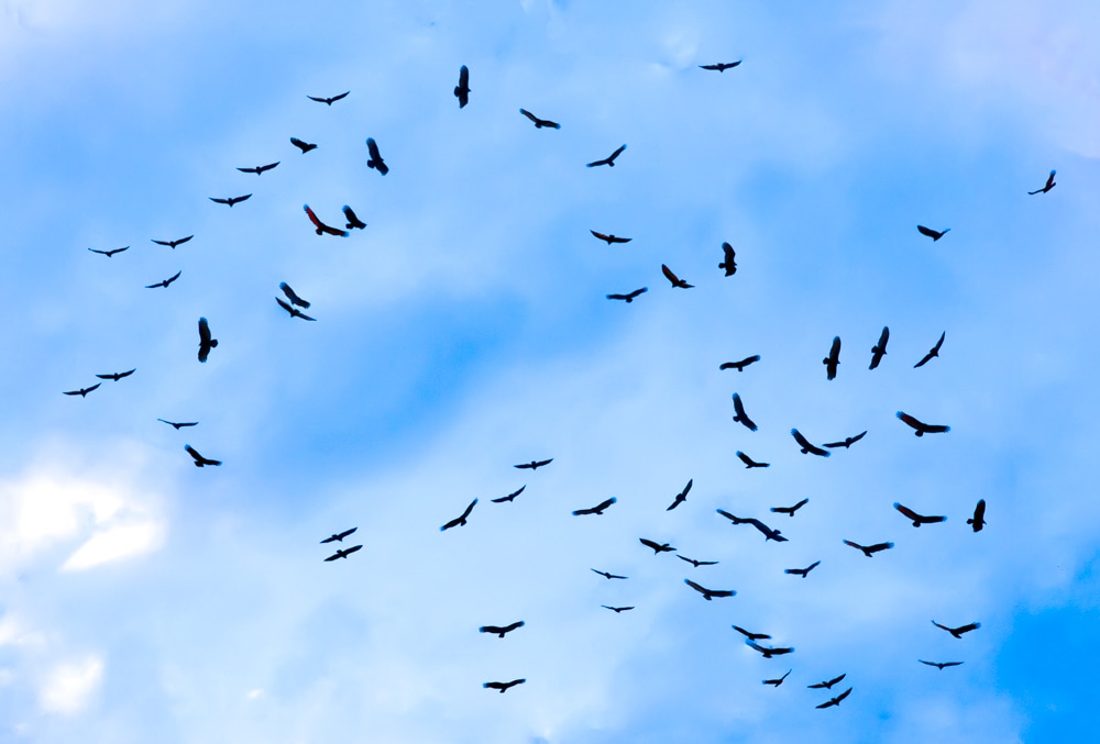 Black birds in flight