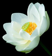 White Lotus Flower Picture