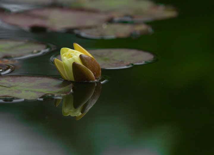 water lily and lily pads