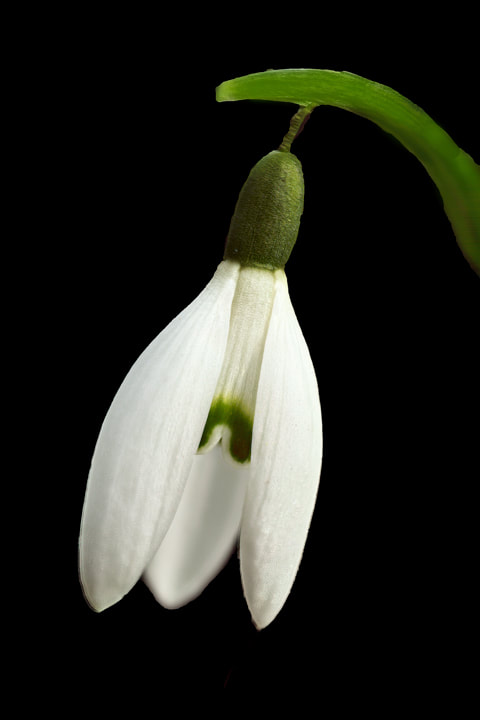white snow drop flower