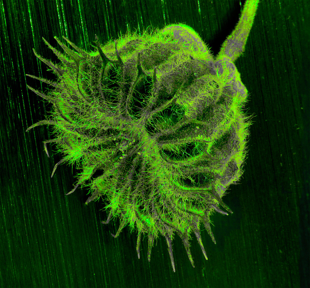green velvetleaf ear leaf pod macro-photography