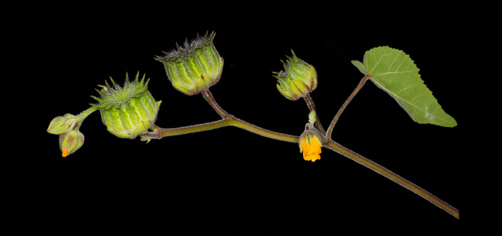 Flowering velvetleaf branch