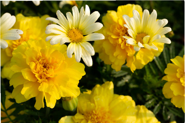yellow and white daisies and carnations